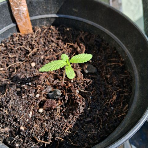 LSD-25 Auto 2 growlog timeline photo