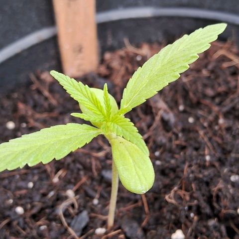 Northern Lights Auto 2 growlog timeline photo