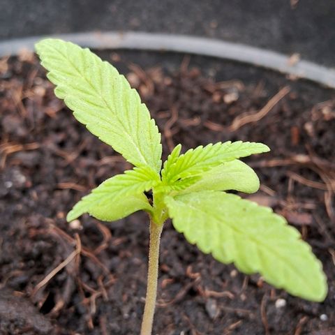 Northern Lights Auto growlog timeline photo