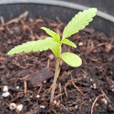 LSD-25 Auto 2 growlog timeline photo