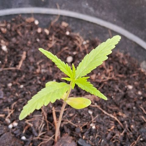 LSD-25 Auto growlog timeline photo