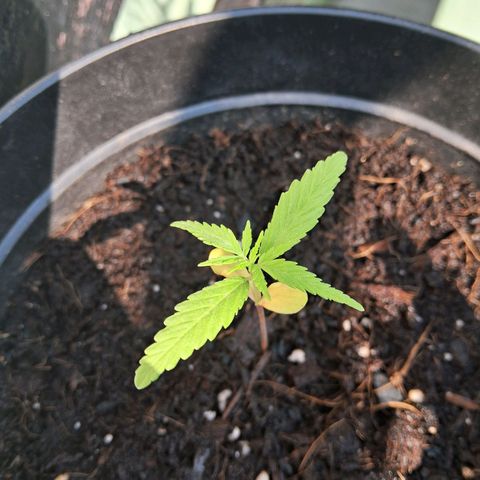LSD-25 Auto growlog timeline photo
