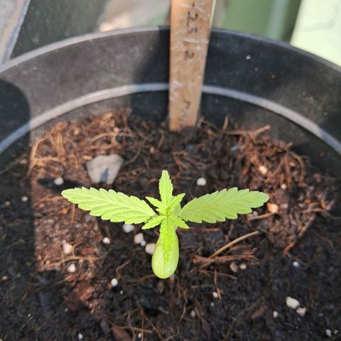 LSD-25 Auto 2 growlog timeline photo