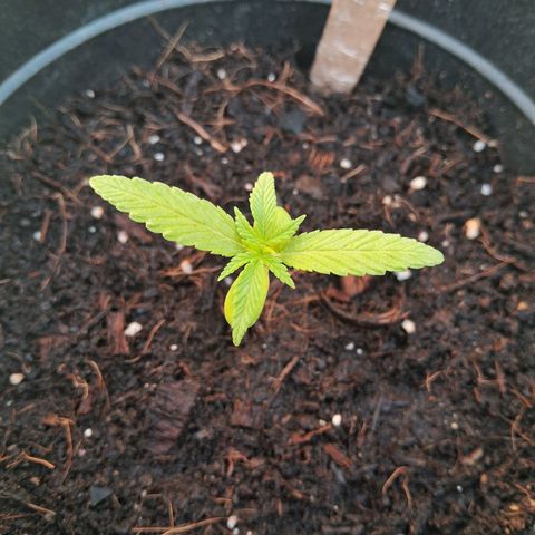 Northern Lights Auto growlog timeline photo