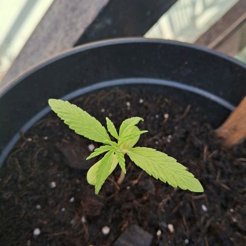 Northern Lights Auto 2 growlog timeline photo