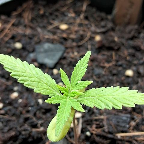 LSD-25 Auto 2 growlog timeline photo