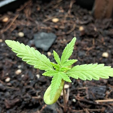 LSD-25 Auto 2 growlog timeline photo