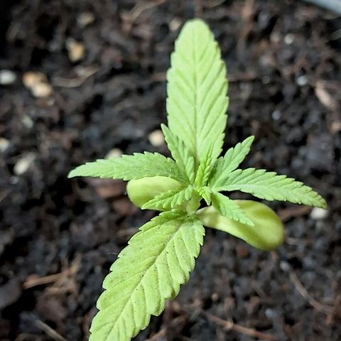 Northern Lights Auto growlog timeline photo