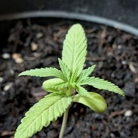 Northern Lights Auto growlog timeline photo