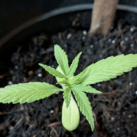 Northern Lights Auto 2 growlog timeline photo
