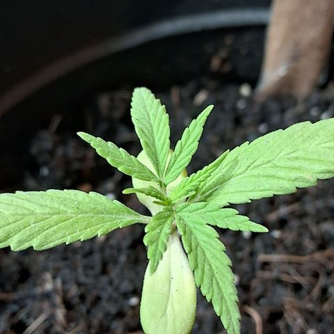 Northern Lights Auto 2 growlog timeline photo