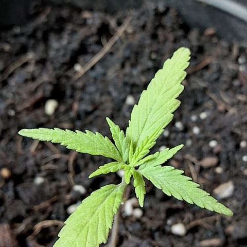 LSD-25 Auto growlog timeline photo