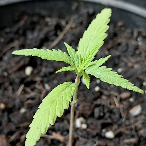 LSD-25 Auto growlog timeline photo