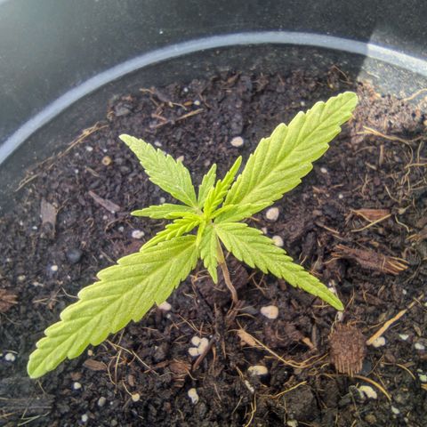 LSD-25 Auto growlog timeline photo