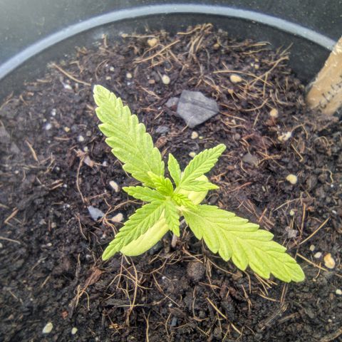 LSD-25 Auto 2 growlog timeline photo