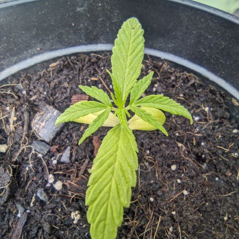 Northern Lights Auto 2 growlog timeline photo