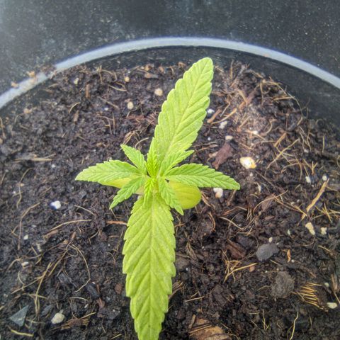 Northern Lights Auto growlog timeline photo