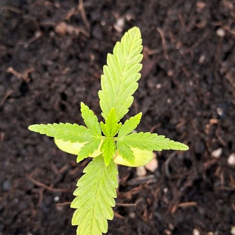 LSD-25 Auto 2 growlog timeline photo