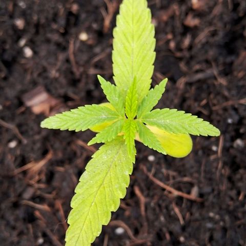Northern Lights Auto growlog timeline photo