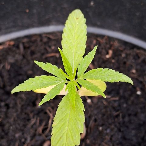 Northern Lights Auto 2 growlog timeline photo