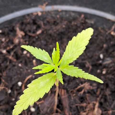 LSD-25 Auto growlog timeline photo
