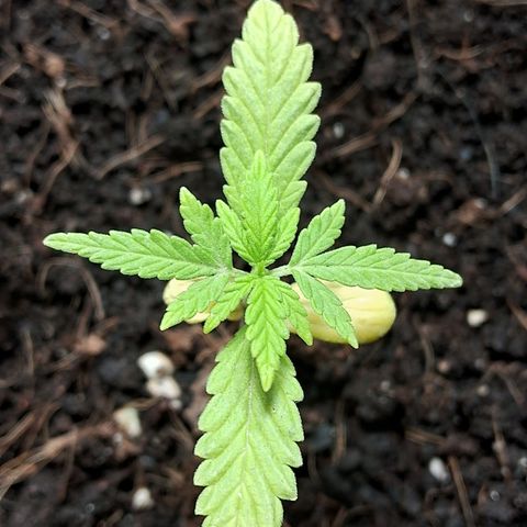 LSD-25 Auto 2 growlog timeline photo