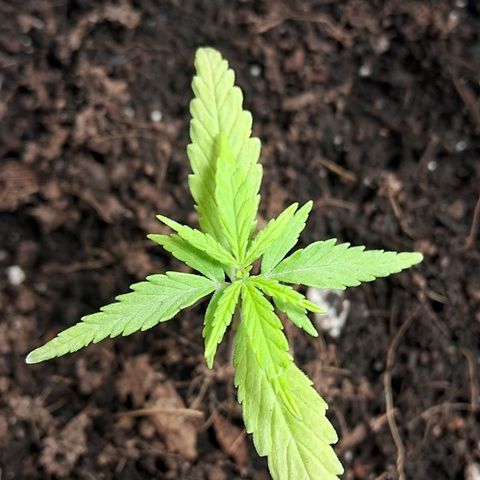 LSD-25 Auto growlog timeline photo