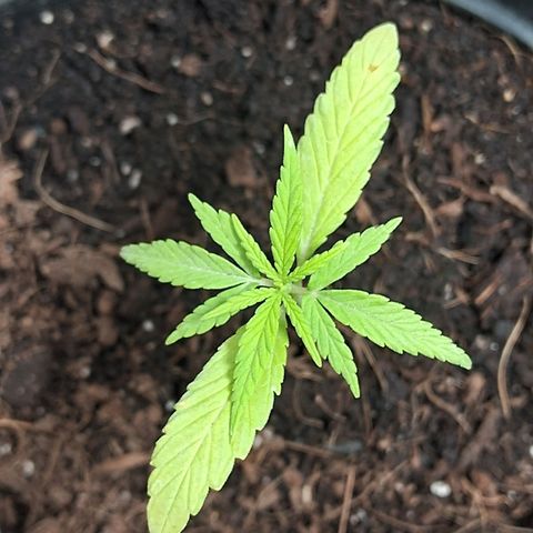 Northern Lights Auto 2 growlog timeline photo
