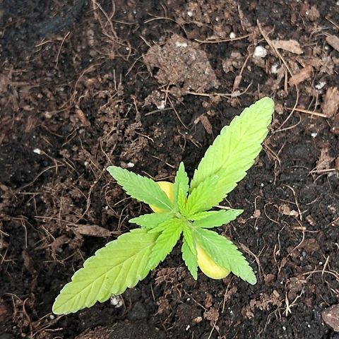 Northern Lights Auto 2 growlog timeline photo