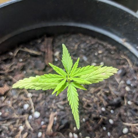 LSD-25 Auto growlog timeline photo