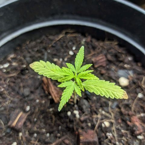 LSD-25 Auto 2 growlog timeline photo