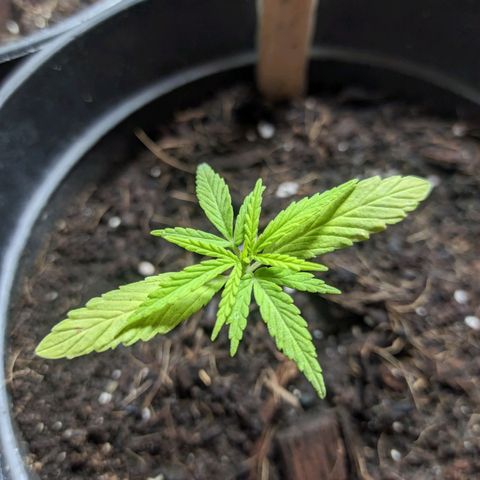 Northern Lights Auto 2 growlog timeline photo