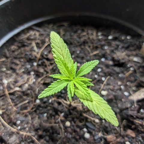 Northern Lights Auto growlog timeline photo
