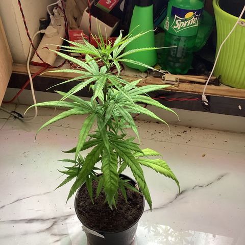 LSD-25 Auto growlog timeline photo
