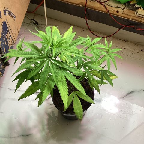 LSD-25 Auto 2 growlog timeline photo