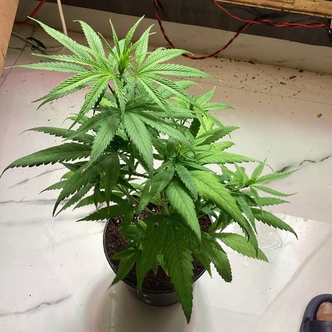 Northern Lights Auto growlog timeline photo