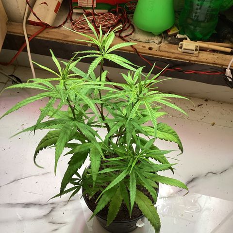 Northern Lights Auto 2 growlog timeline photo