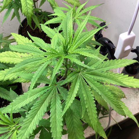 LSD-25 Auto 2 growlog timeline photo