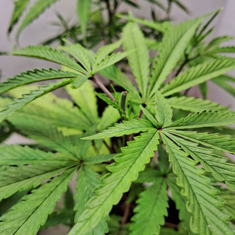 LSD-25 Auto 2 growlog timeline photo
