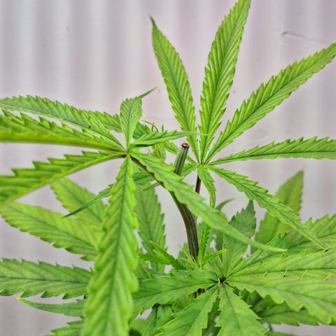 LSD-25 Auto growlog timeline photo