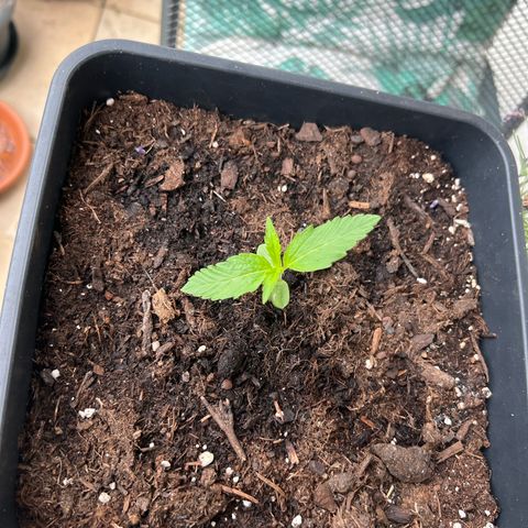 Skywalker OG Auto #1 growlog timeline photo