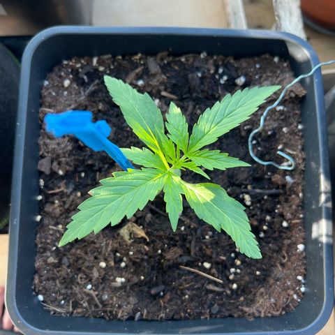 Skywalker OG Auto #1 growlog timeline photo