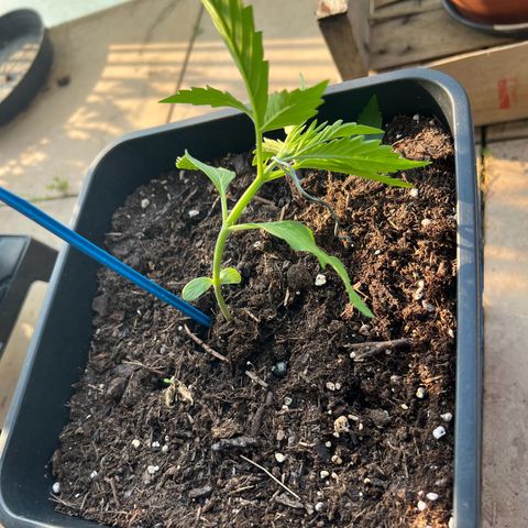 Skywalker OG Auto #1 growlog timeline photo