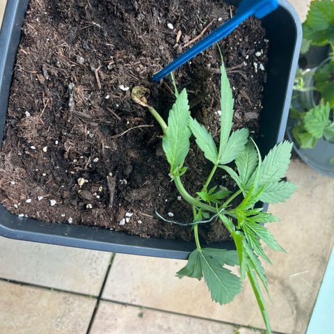 Skywalker OG Auto #1 growlog timeline photo