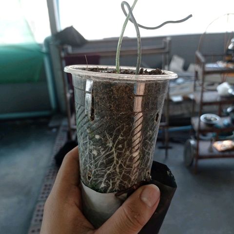 Tropicana Cherry growlog timeline photo