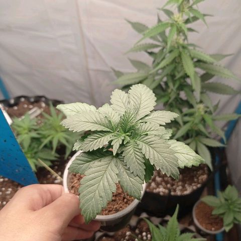 Tropicana Cherry growlog timeline photo