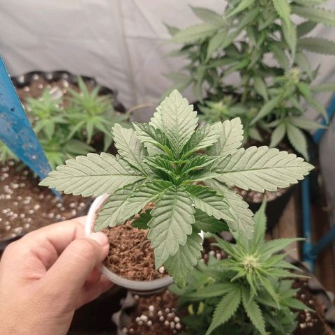 Tropicana Cherry growlog timeline photo