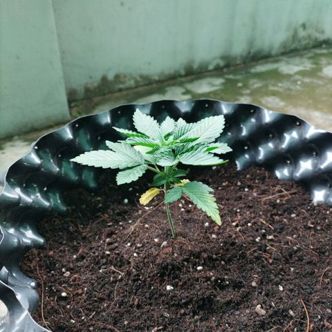 Tropicana Cherry growlog timeline photo
