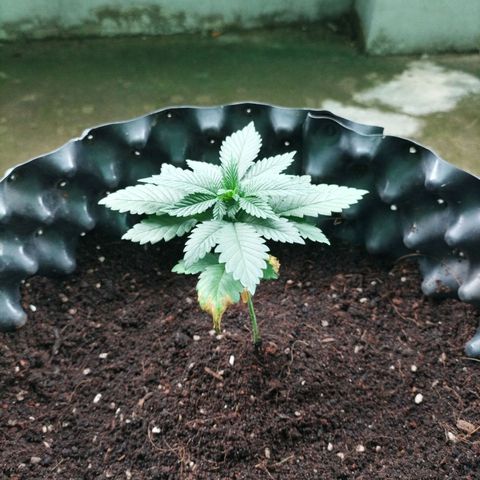 Tropicana Cherry growlog timeline photo