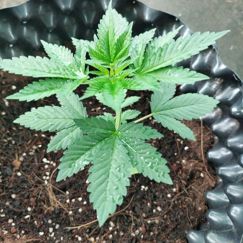 Tropicana Cherry growlog timeline photo